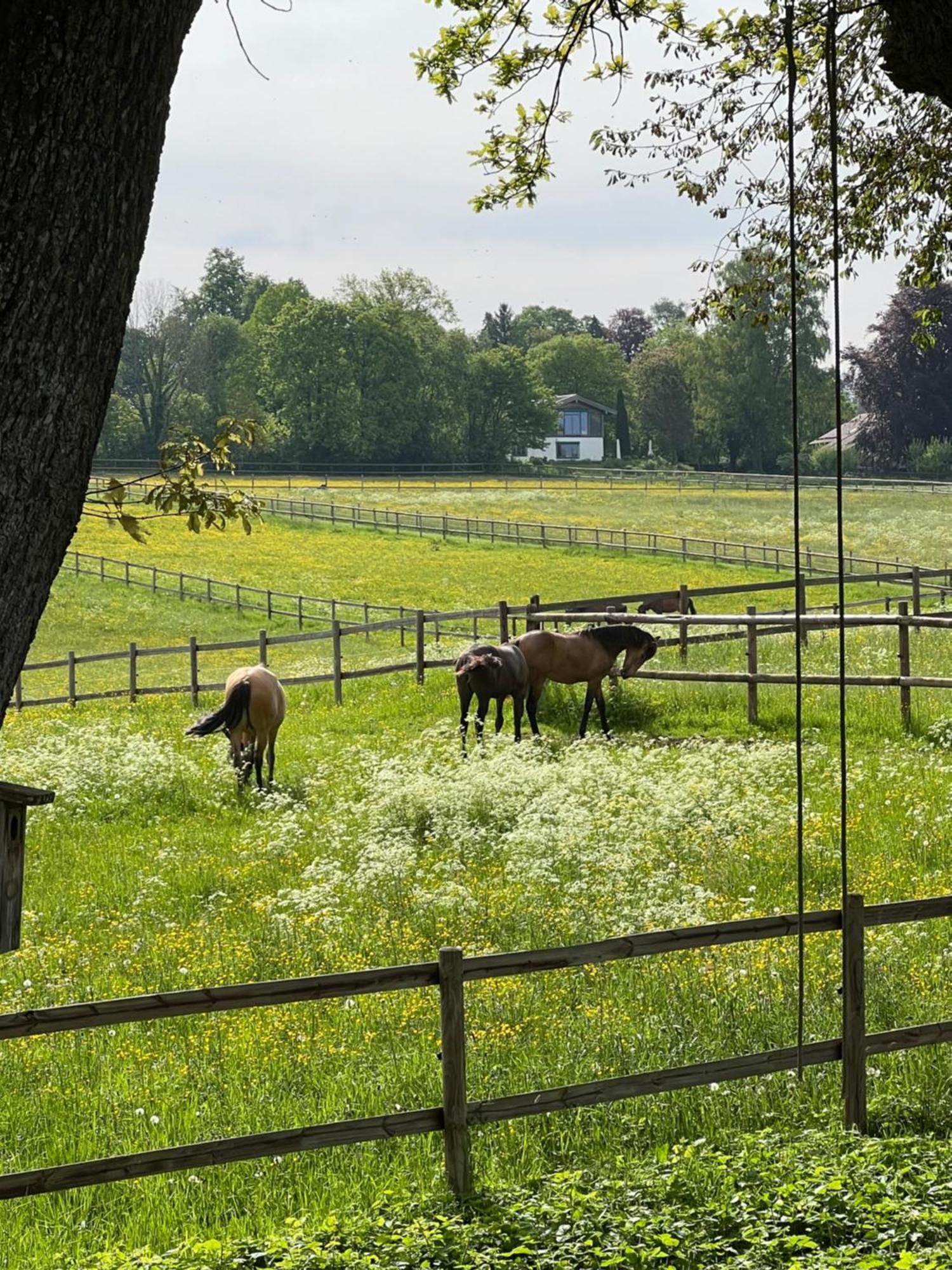 Herrenhaus - Starnberger See - Ammerland Münsing Eksteriør billede